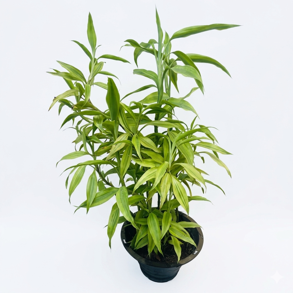 Exotic Potted Plant #009