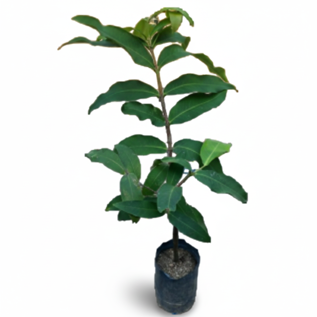 Budded Pini Jambu