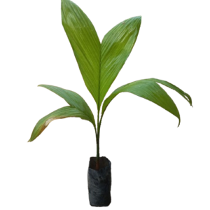 Rata Puwak/ Arecanut - 3 Foot