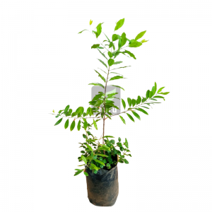 Sudu Hadun / Sandalwood
