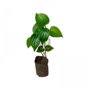 Thippili / Long pepper