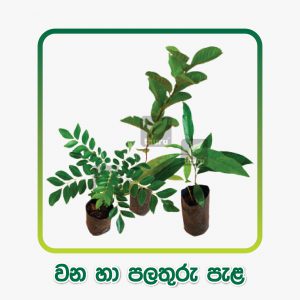 Fruit & Forest Plants