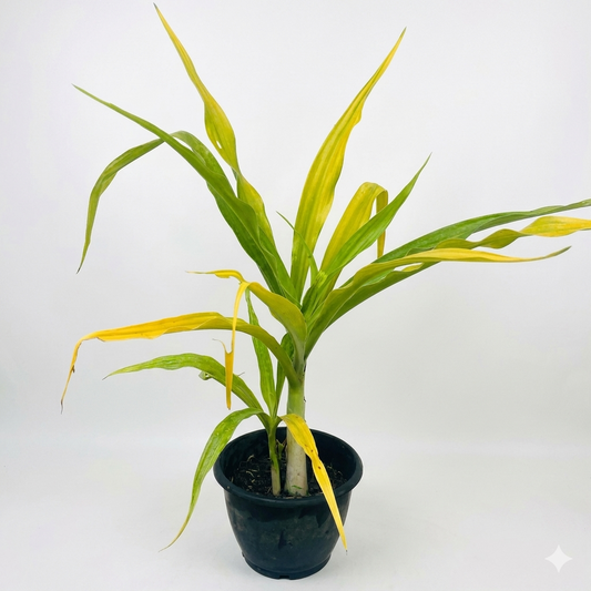 Exotic Potted Plant #002