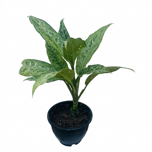 Exotic Potted Plant #003