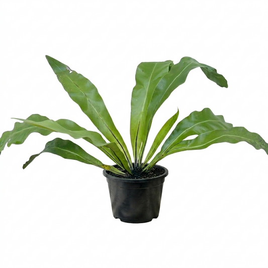 Exotic Potted Plant #004