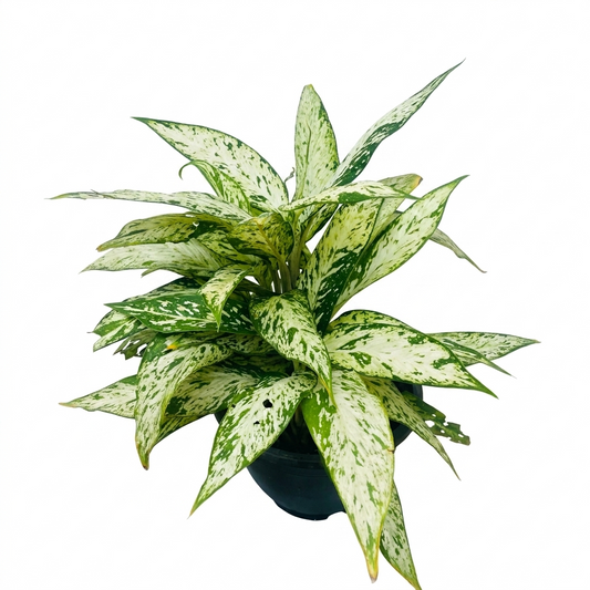 Exotic Potted Plant #005