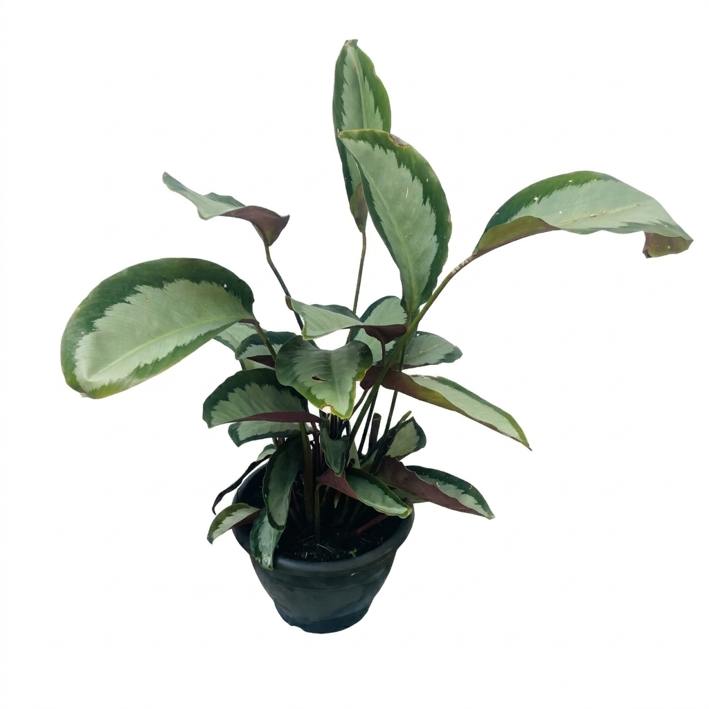 Exotic Potted Plant #006