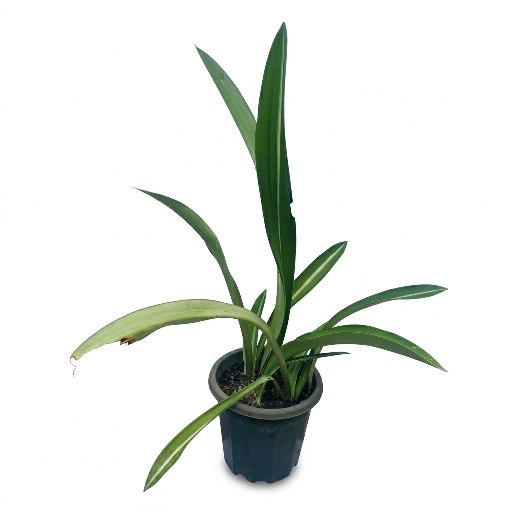 Exotic Potted Plant #008