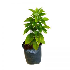 Aligata Pera Seed Plant