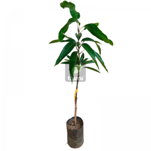 Budded Amba Karthakolamban