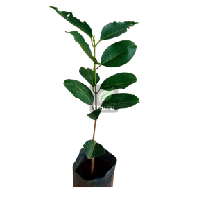 Budded Bangkok Madan