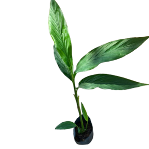 Enasal /Cardamom