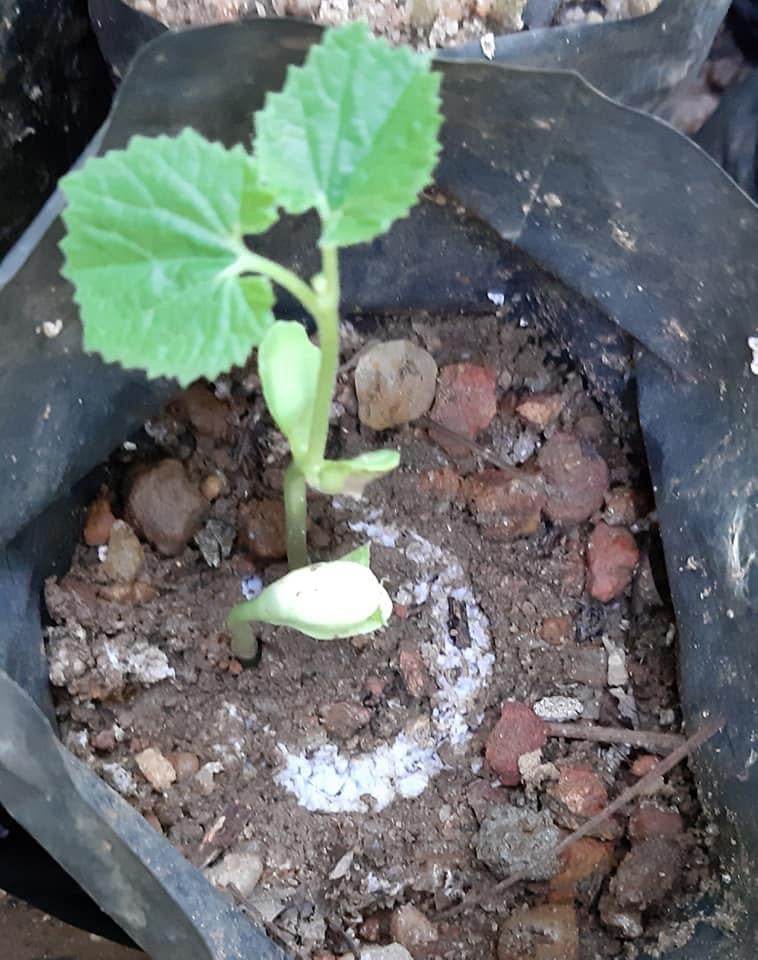 Thuru Seeds For Events ( 100 Seedpods Bundle )