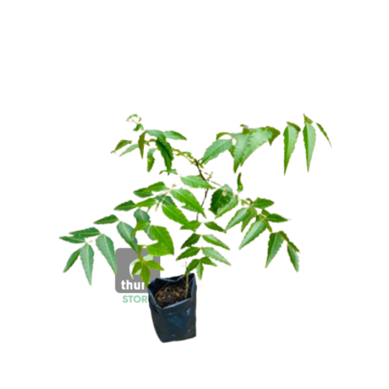 Kohomba / Neem