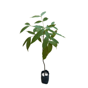 Mahogany