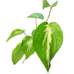 Nagawalliya