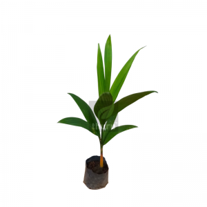 Puwak/ Arecanut - 1 Foot