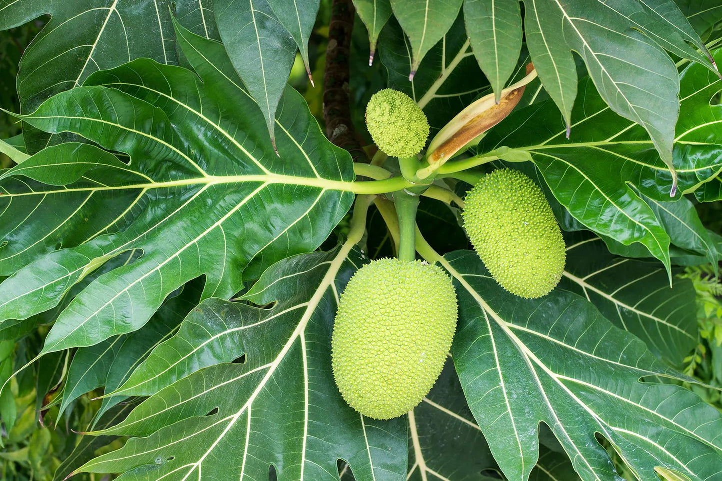 Del | Breadfruit
