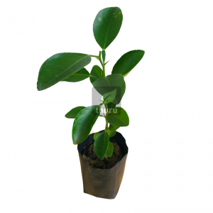 Dehi -  (Seed Plant) Less Than One Foot