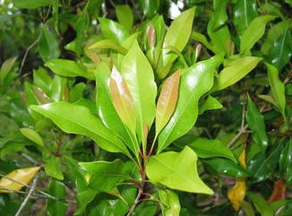 Karambu Nati | Clove