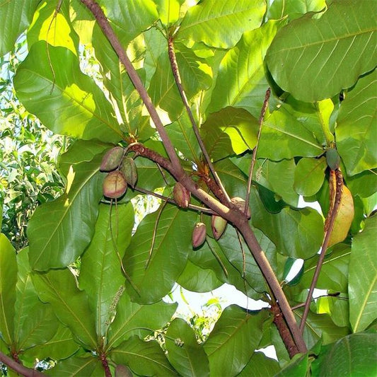 Kottamba