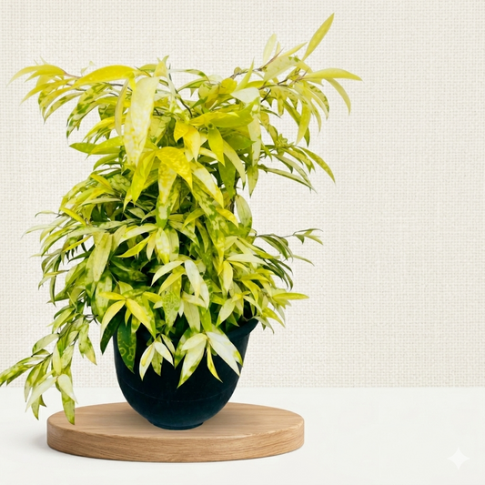 Exotic Potted Plant #001