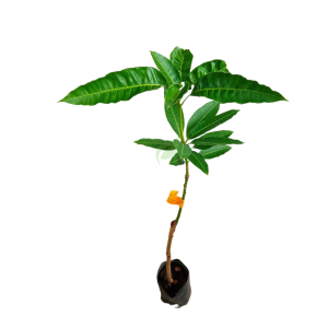 Budded Vellai Colombo